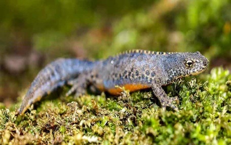 Alpen watersalamander