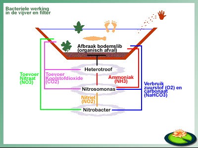 Schema nitrificering vijver