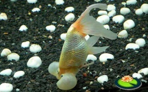 Blaasoog Goudvis