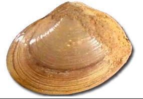 Erwtenmossel