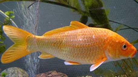 Goudvis