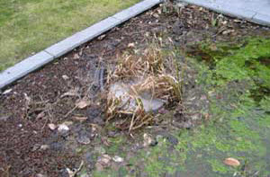 Problemen in het plantenfilter
