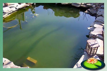 Zweefalgen kunnen binnen 2 weken een groene vijver veroorzaken