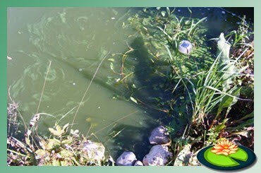 Een ernstig geval van zweefalgen