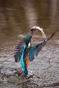 IJsvogeltje duikt op uit vijver