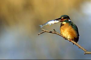 De vijver wordt af en toe door een ijsvogel bezocht