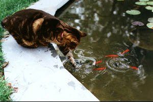 Kattenbezoek bij de vijver