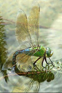 Libelle