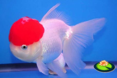 Oranda