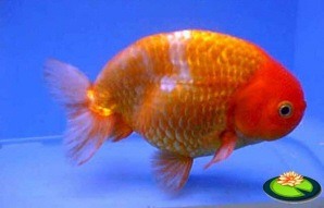 Ranchu