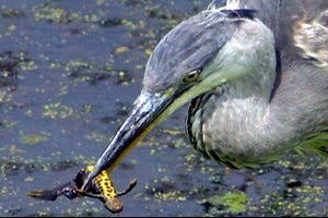 Reiger vangt en eet alles