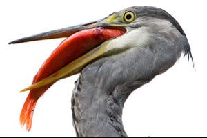 Reiger vreet vijvervissen