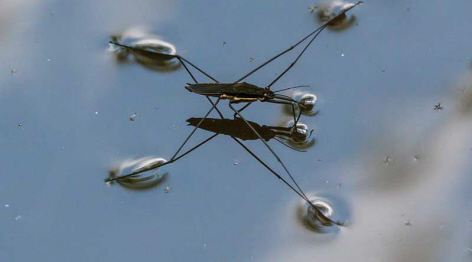 Insecten in de zwemvijver
