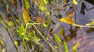 Snoekkruid met vergeeld blad