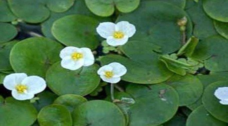 Kikkerbeet