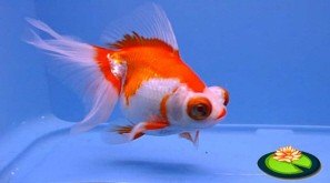 Telescoopoog Goudvis