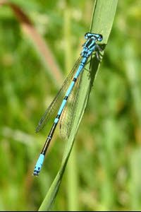 Waterjuffer