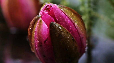 Waterlelie in de knop