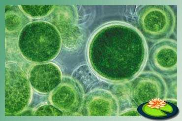 Zweefalgen onder de microsccop