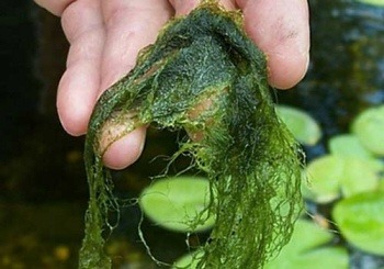 Biologische producten tegen draadalg en een groene vijver