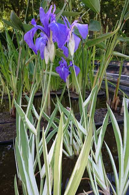 japanse iris bont