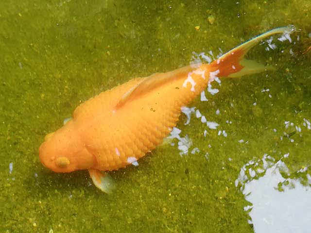 Virussen en bacterien bij vissen