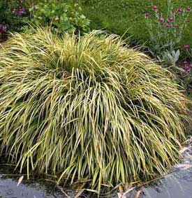 k_dwergkalmoes-acorus-gramine