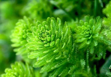 Zuurstofplanten losse bosjes online bestellen