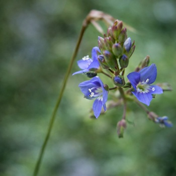 Beekpunge of Veronica beccabunge