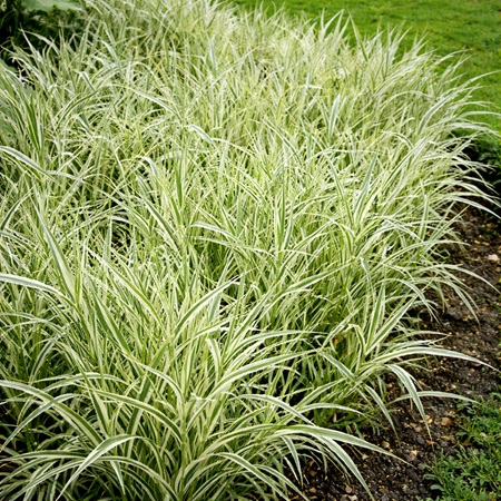 Bont Rietgras of Phalaris arundinacea picta