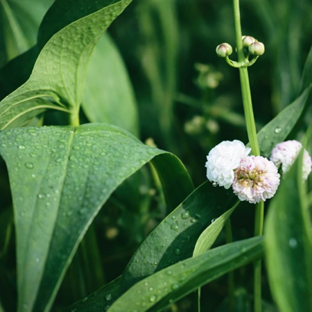 Breedbladig Pijlkruid of Sagittaria japonica