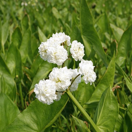 Dubbelbloemig Pijlkruid of Sagittaria japonica Flore Pleno