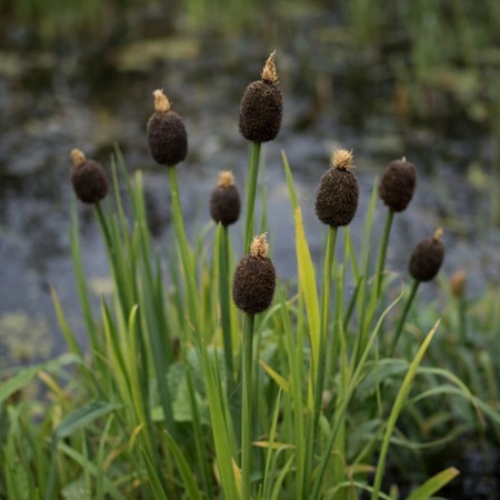 Dwerglisdodde of Typha minima
