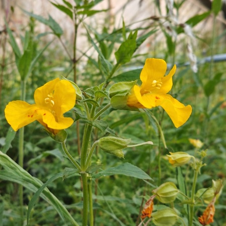Gele Maskerbloem