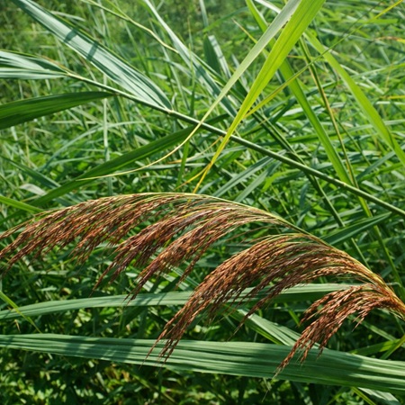 Gewoon Riet of Phragmitis australis