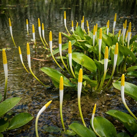 Goudkolf of Orontium aquaticum
