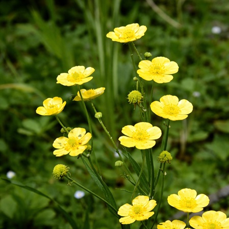 Grote Waterboterbloem of Ranunculus lingua grandiflora