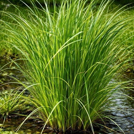 Grote Zegge of Carex riparia