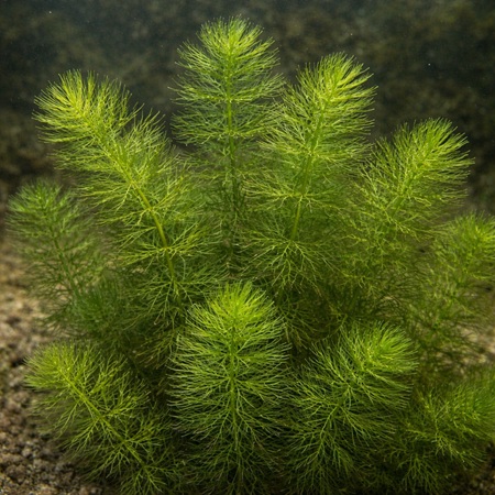 Hoornblad of Ceratophyllum demersum