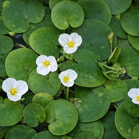 Kikkerbeet of Hydrocharis morsus ranea