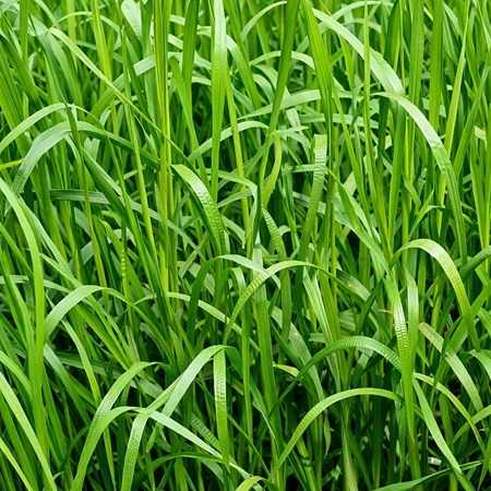 Liesgras of Glyceria maxima