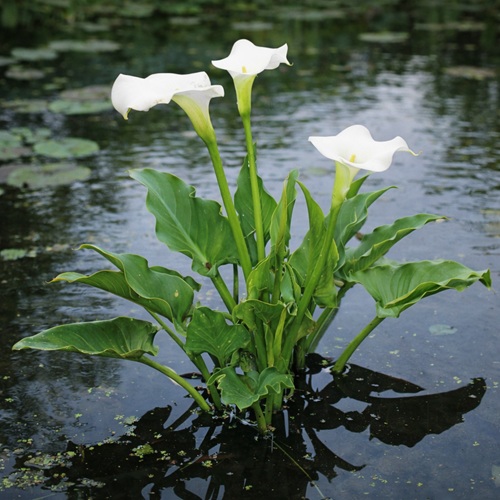 Moeras Aronskelk of Zantedeschia aetiopica