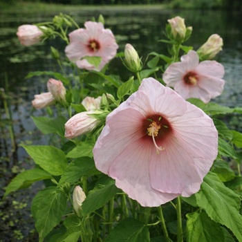 Moeras Hibiscus of Hibiscus palustrus