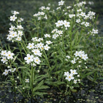 Moerasvergeetmijniet wit