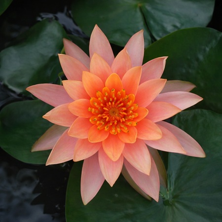 Nymphaea Colorado (zalmkleurige bloemen)