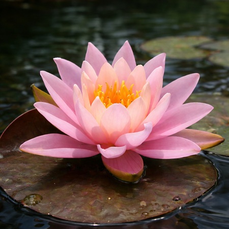 Nymphaea Firecrest