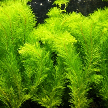Aarvederkruid of Myriophyllum