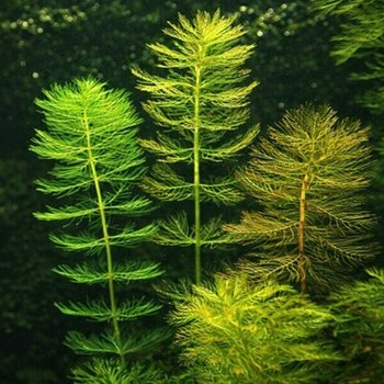 Rood Aarvederkruid of Myriophyllum spicatum