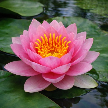 Roze waterlelie of Nymphaea