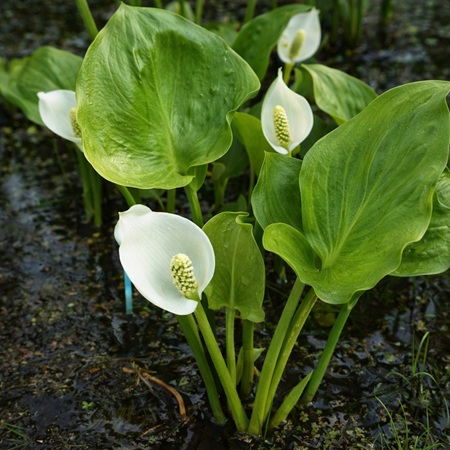 Slangewortel of Calla palustris
